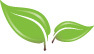 Two green leaves